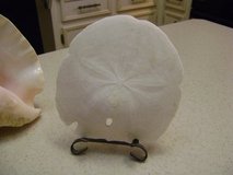 Large Sand Dollar -- Exquisite in Luke AFB, Arizona