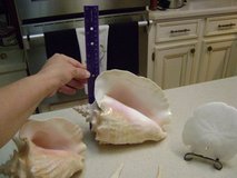 Decorate Your Spa Bathtub With These Beautiful Large Conch Shells in Luke AFB, Arizona